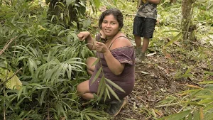 indigenous peeoples news archives